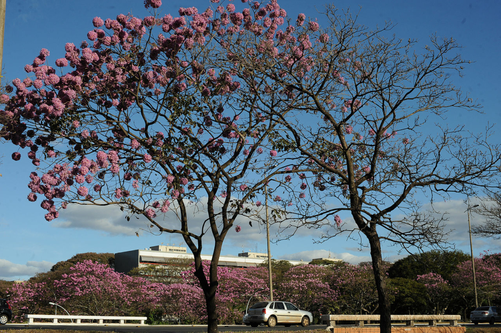 Ipê roxo — Canal Autismo / Revista Autismo